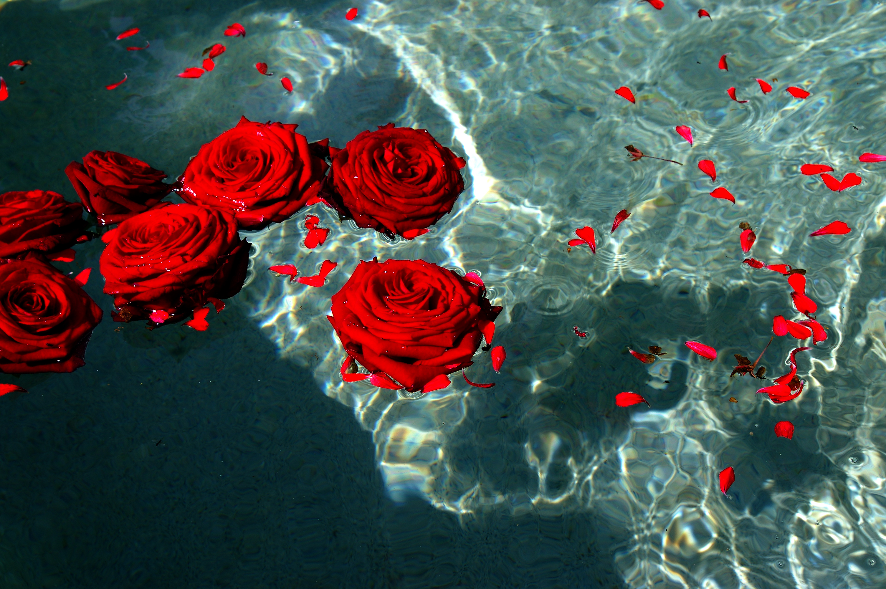 Розы в горячую воду. Розы в воде. Красные розы. Море роз. Красные розы в воде.